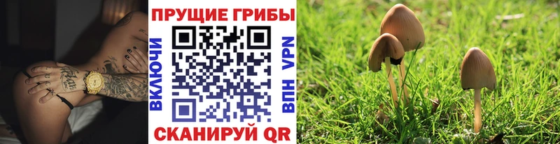 Псилоцибиновые грибы Psilocybe  Новокубанск 